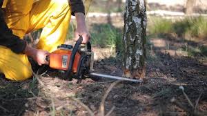 How Our Tree Care Process Works  in  Ukiah, CA