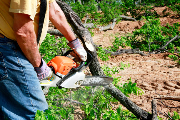 Leaf Removal in Ukiah, CA